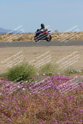 media/Mar-12-2023-SoCal Trackdays (Sun) [[d4c8249724]]/Turn 15 Inside Bloom (130pm)/